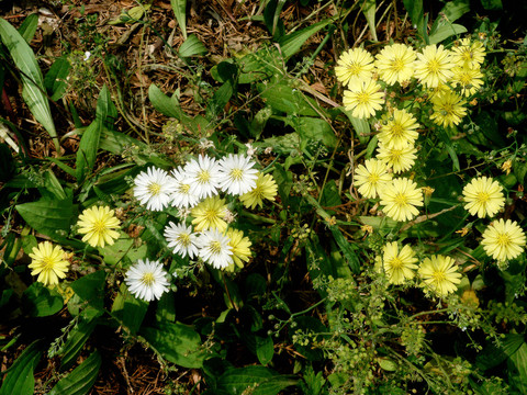 小雏菊