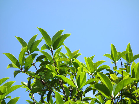 桂花树叶