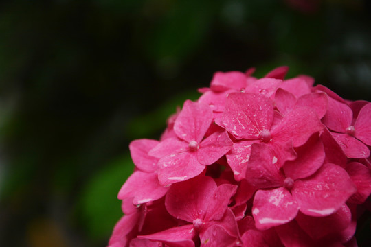 雨后绣球花