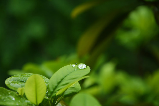 雨水与树叶