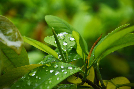 雨后水珠