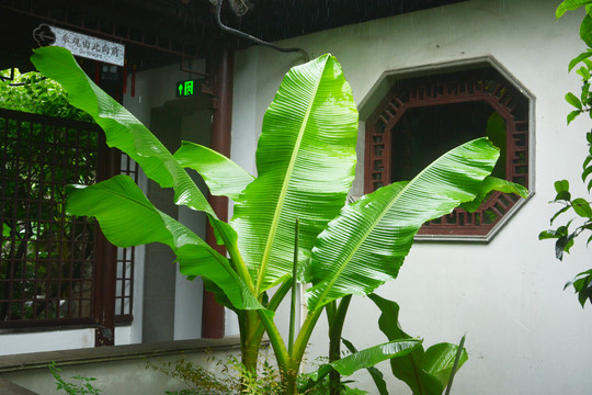 雨打芭蕉