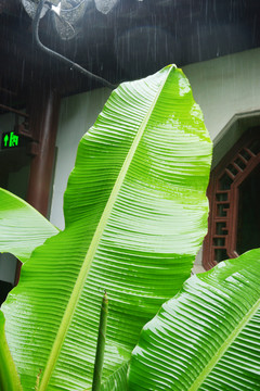 雨天芭蕉叶