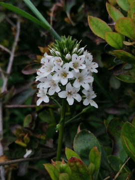 泽珍珠菜