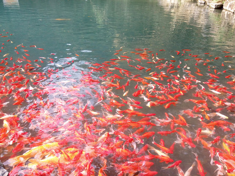 池塘中的红色鲤鱼锦鲤