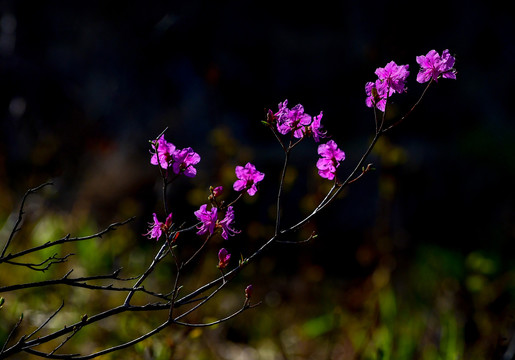 杜鹃花