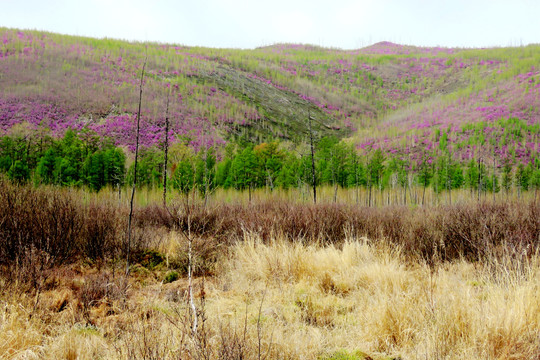 杜鹃山