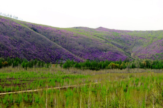 杜鹃山谷