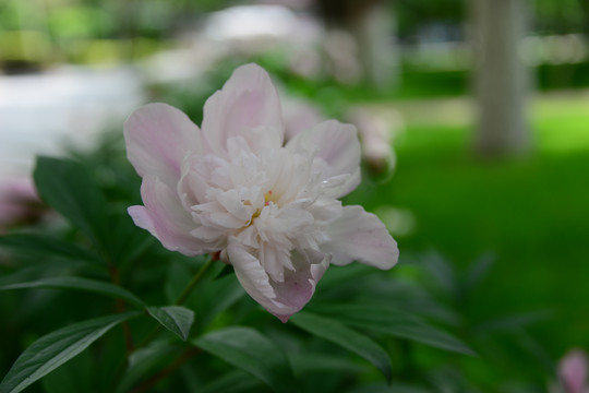 芍药花