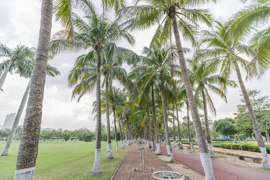海南海口公园里的椰树和草坪