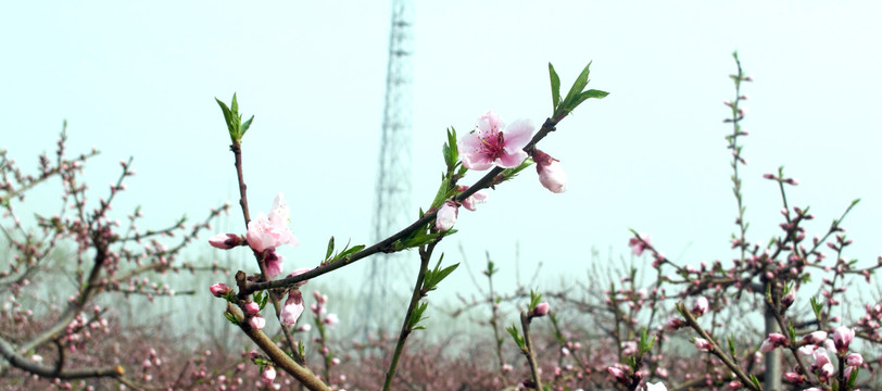 桃花