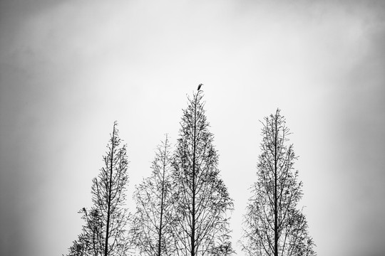 三棵树背景