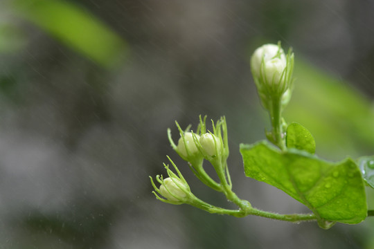 茉莉花