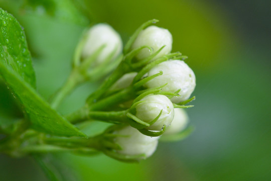 茉莉花