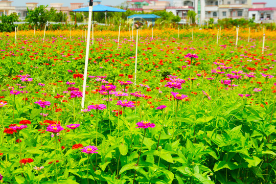 百日菊花海