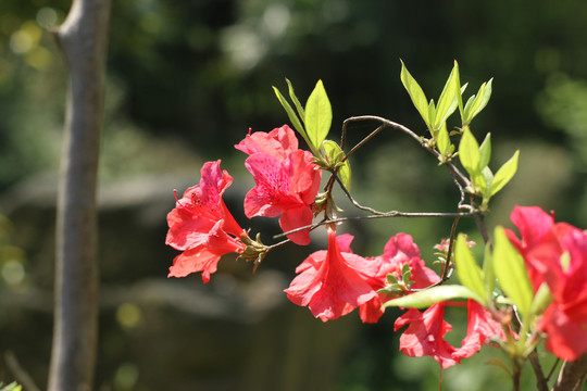 盛开的朱红色杜鹃花