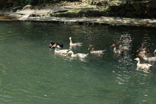 溪水里的鸭子