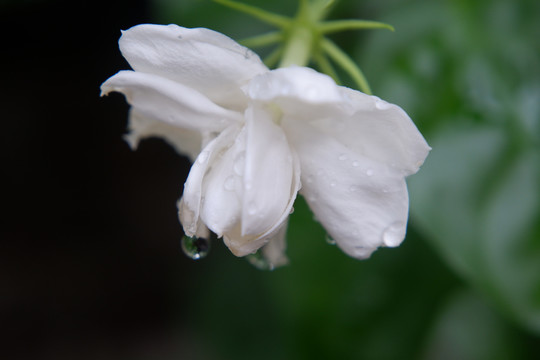 雨后茉莉花特写