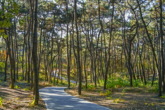 红螺山松林小路高清大图