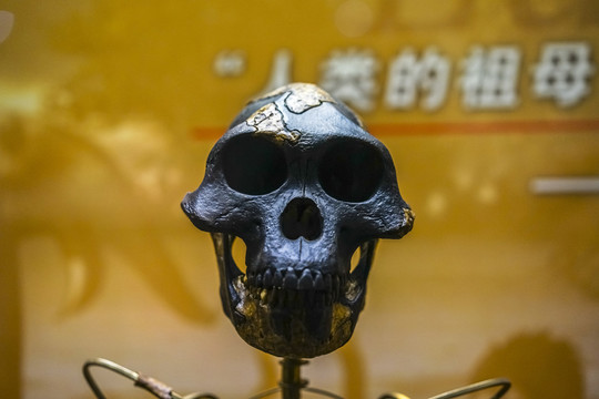 阿法南猿頭部化石特寫