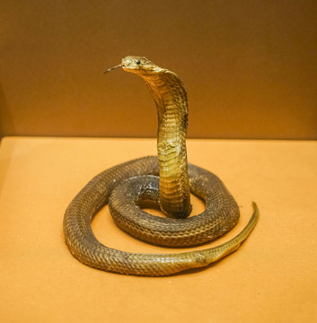 菲律賓眼鏡蛇標(biāo)本高清大圖