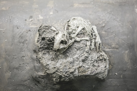 鹦鹉嘴龙幼体骨架化石
