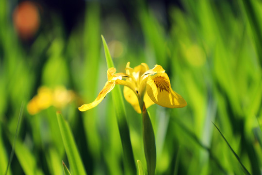 黄花鸢尾