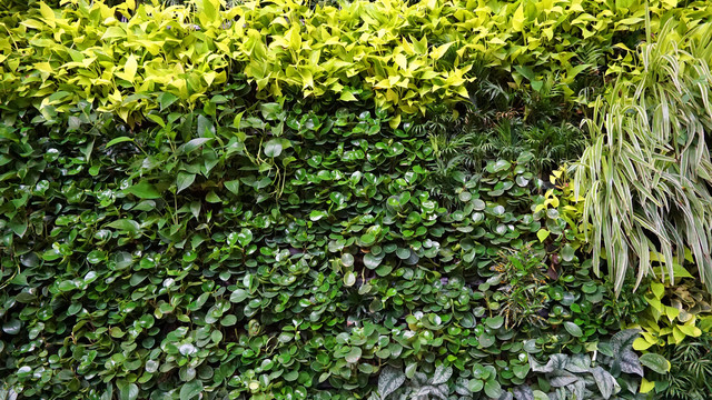 绿植装饰墙