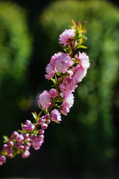 桃花