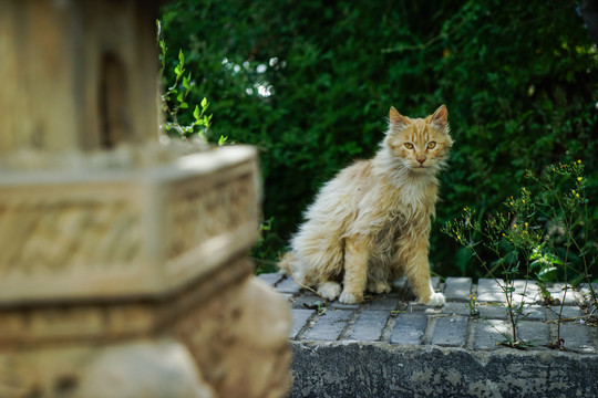 流浪猫