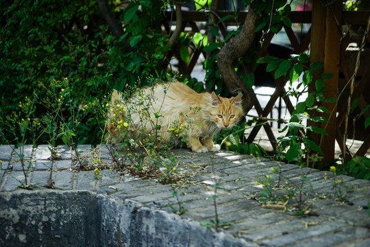 流浪猫