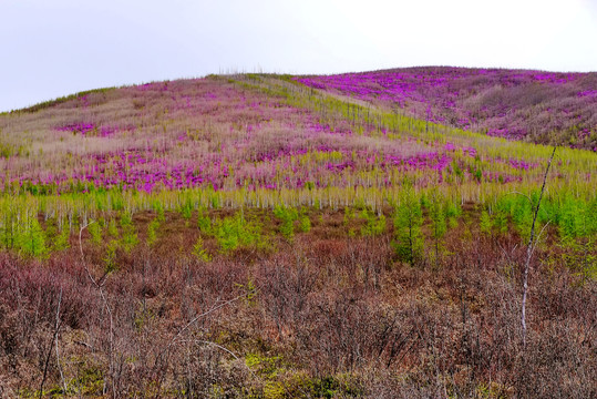 杜鹃山谷