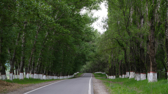 林间小路