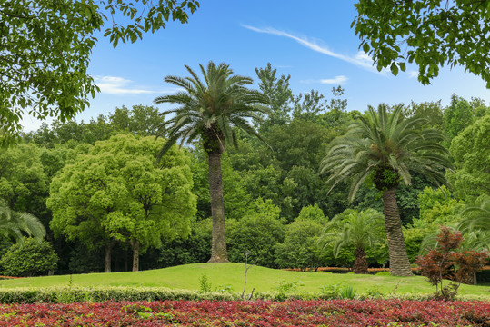 夏天公园里的草地与大树