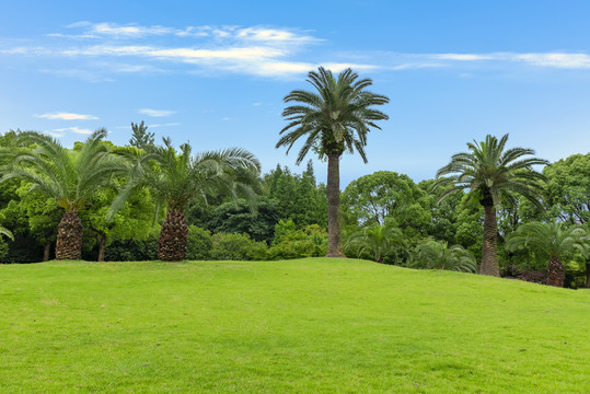 夏天公园里的草地与大树