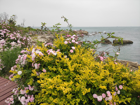 海边的花