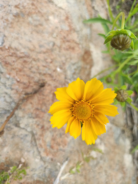 金鸡菊