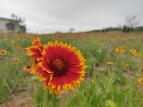 金鸡菊