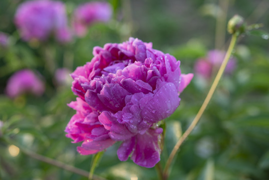 芍药花图片素材