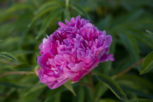 芍药花图片素材