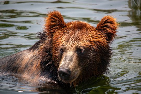 游泳的大棕熊