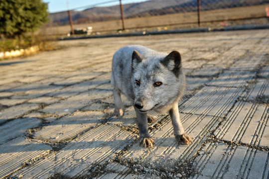 野生狐狸