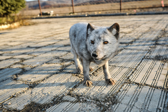 野生狐狸