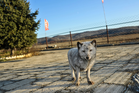 野生狐狸