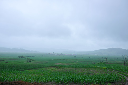 乡村风光雨后农田