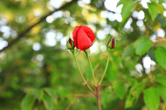 月季花