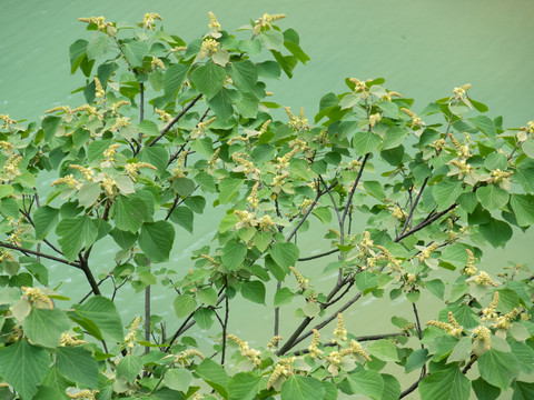 大戟科植物野桐