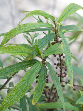 荨麻科植物水麻