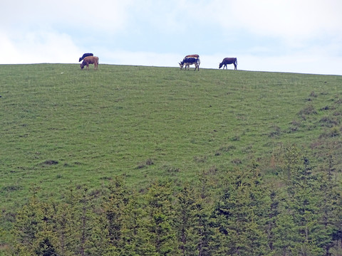 草原牧场