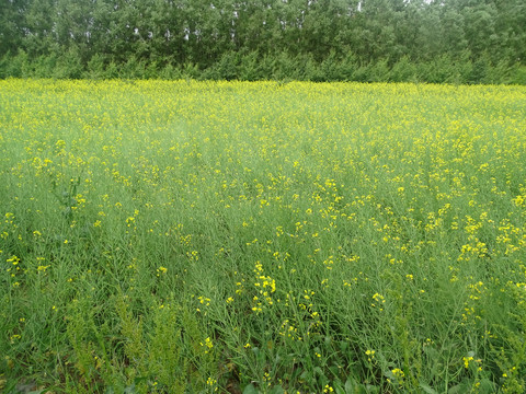 油菜田